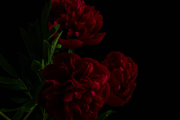 Sötét vörös bazsarózsa fekete háttérrel. Szeszélyes flóra - Fotó, kép