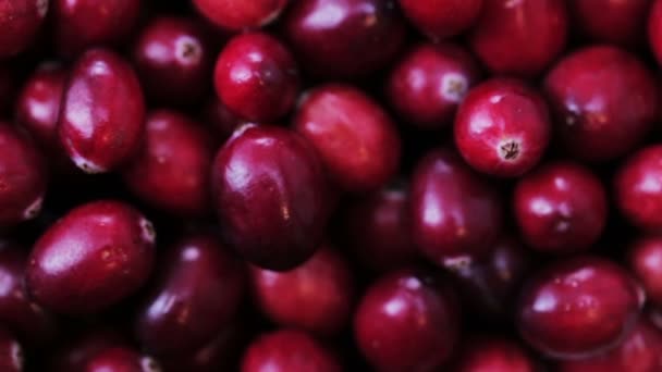 Fresh Cranberries Closeup - Footage, Video