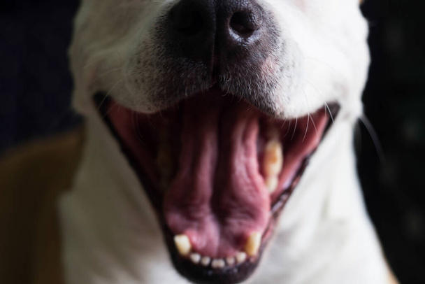 犬の口を閉じてください。舌を出す - 写真・画像
