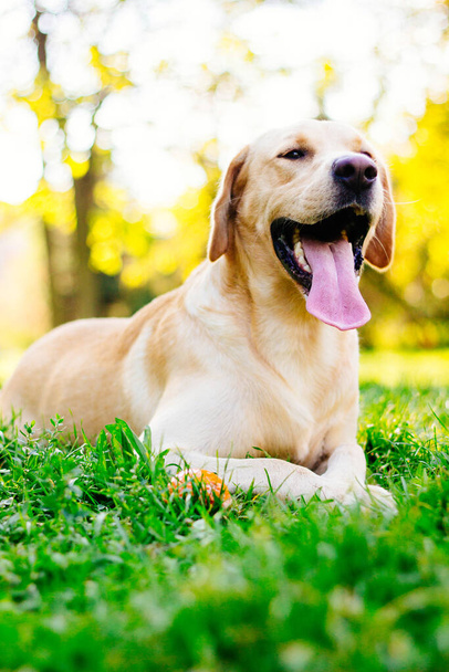 市内公園でラブラドール犬を笑って遊ぶ - 写真・画像