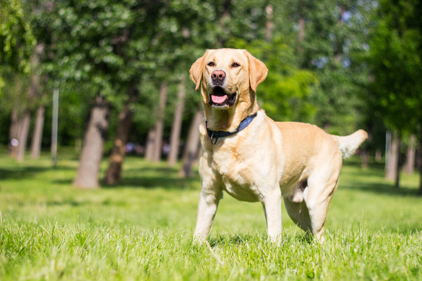 Усміхнений собака-лабрадор у міському парку грає
 - Фото, зображення