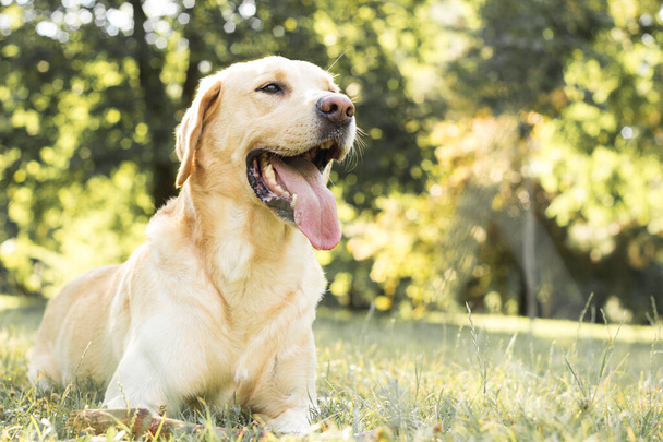 Kaunis labradorinnoutaja koira puistossa, aurinkoinen päivä - Valokuva, kuva