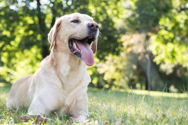 Beautiful labrador retriever dog in the park, sunny day - Foto, immagini