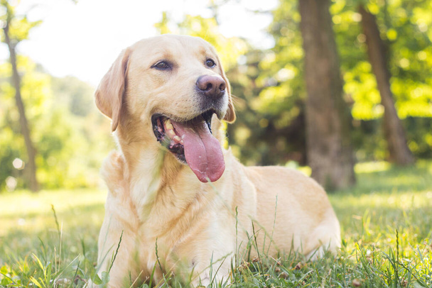 Hermoso perro labrador retriever en el parque, día soleado - Foto, imagen