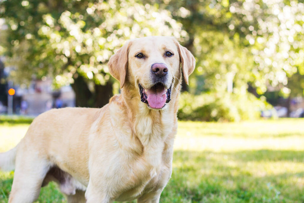 Χαμογελώντας λαμπραντόρ σκυλί στο πάρκο της πόλης παίζει - Φωτογραφία, εικόνα