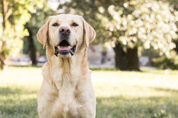 Sorridente cane labrador nel parco della città a giocare - Foto, immagini