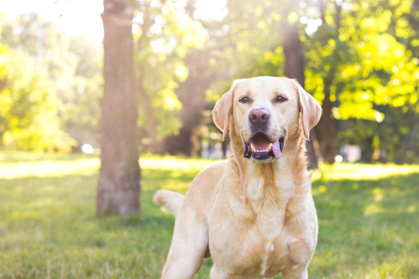 Hymyilevä labradorinnoutaja puistossa - Valokuva, kuva