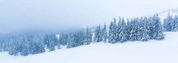 Zamarznięty, pokryty śniegiem las jodłowy po opadach śniegu i szare niebo w mgle w zimowy dzień. Karpaty, Ukraina - Zdjęcie, obraz