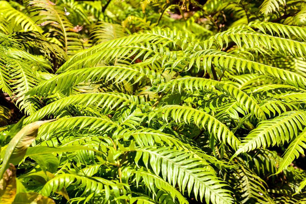 groene varen bladeren in het bos - Foto, afbeelding
