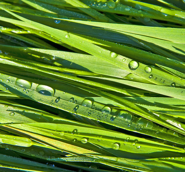 zöld búzafű, reggel dewdrops - Fotó, kép