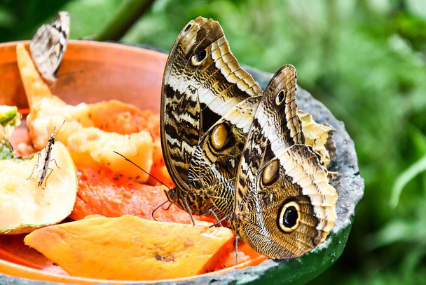 Meyvelerde kelebekler - Fotoğraf, Görsel