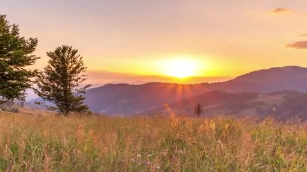 Wonderful Forest and grassy meadow at sunset. The golden sun touches the horizon, the end of the day. Shooting during the golden hour. Country rest on the Synevyr Pass, Carpathians, Ukraine. - Felvétel, videó