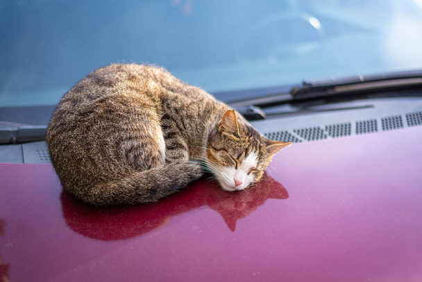 Tabby gato tranquilamente relajante en la capucha del coche caliente. Enfoque selectivo. - Foto, Imagen