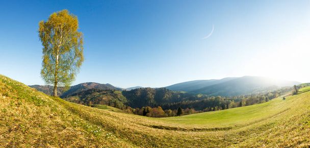Meraviglioso paesaggio autunnale con vista sulle betulle con foglie gialle su una collina dei monti Carpazi in Ucraina. - Foto, immagini