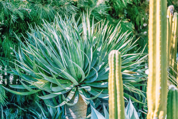 Large green cactus, close-up. Concept nature plants. - Fotoğraf, Görsel