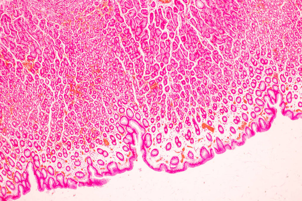 Ткань человека-желудка под микроскопом в лаборатории. - Фото, изображение