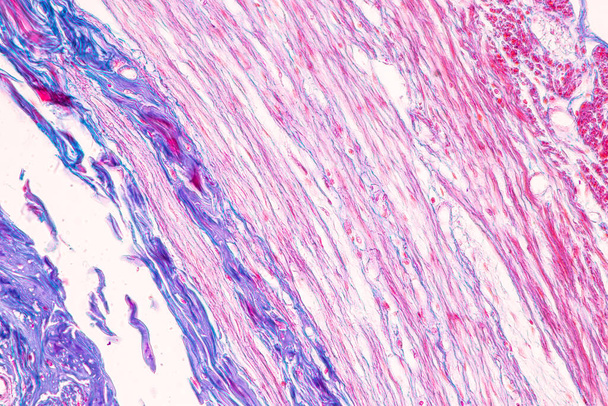 Tissu de l'intestin grêle (Duodénum) et appendice vermiforme humain sous le microscope en laboratoire. - Photo, image