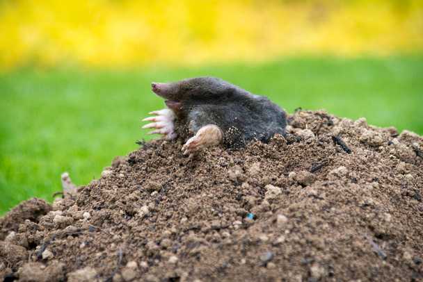Mole, Talpa europaea, fazendo colina toupeira e danificando gramado bonito e jardim de flores. - Foto, Imagem