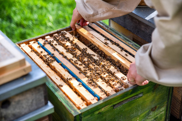 Beekeeper on apiary. Apiarist working with bees and beehives - Zdjęcie, obraz
