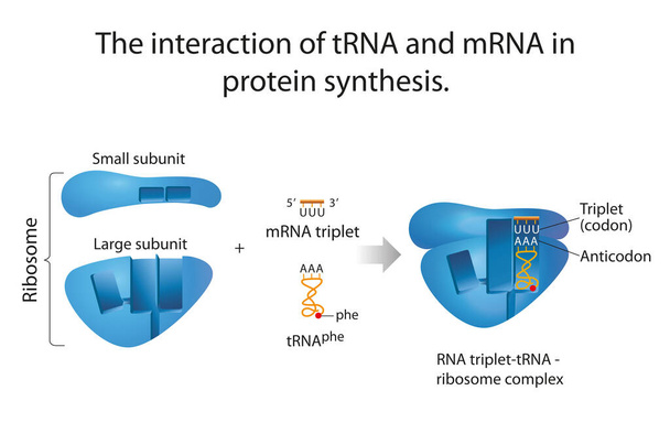 The interaction of tRNA and mRNA in protein synthesis - Photo, Image
