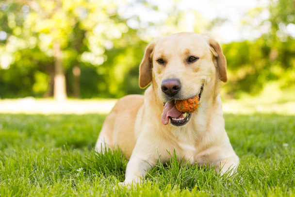 Lindo cão labrador retriever no parque, dia ensolarado - Foto, Imagem