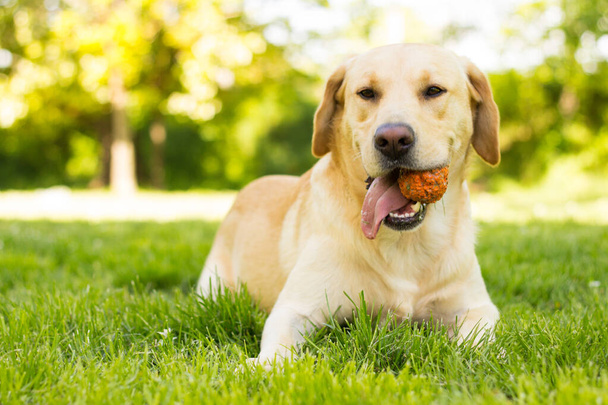 Piękny pies labrador retriever w parku, słoneczny dzień - Zdjęcie, obraz