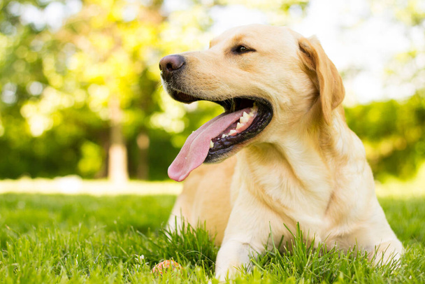 Beautiful labrador retriever dog in the park, sunny day - Fotografie, Obrázek