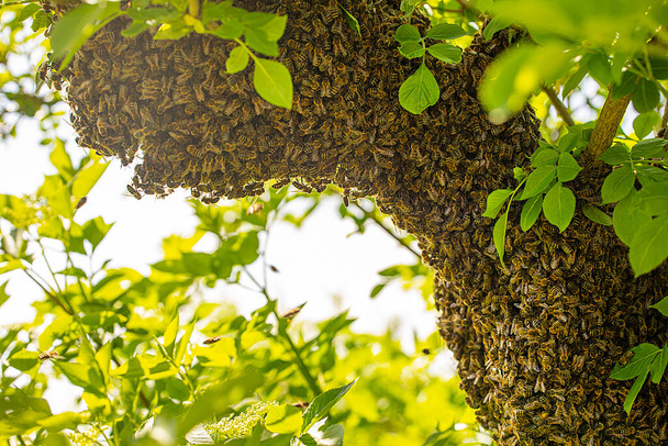 drone bee swarm flew out with a queen and stuck around a tree branch on a sunny day, Apitherapy, bottom view - Fotó, kép