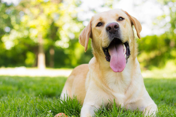 Όμορφη λαμπραντόρ Retriever σκυλί στο πάρκο, ηλιόλουστη μέρα - Φωτογραφία, εικόνα