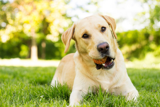 Beautiful labrador retriever dog in the park, sunny day - Zdjęcie, obraz