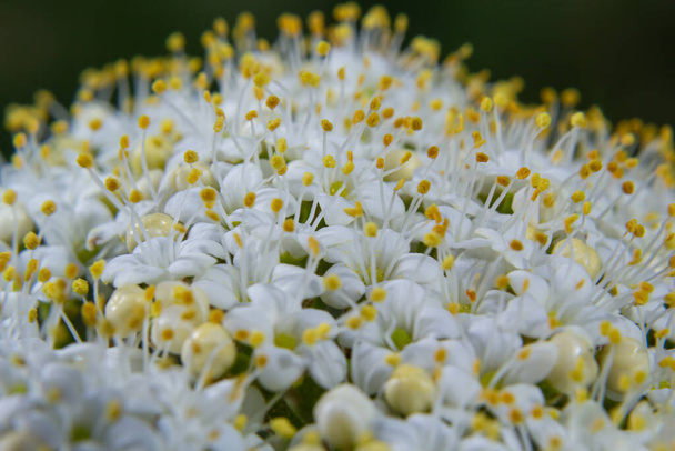 In het voorjaar in de wilde bloesems van viburnum, Viburnum lantana. - Foto, afbeelding