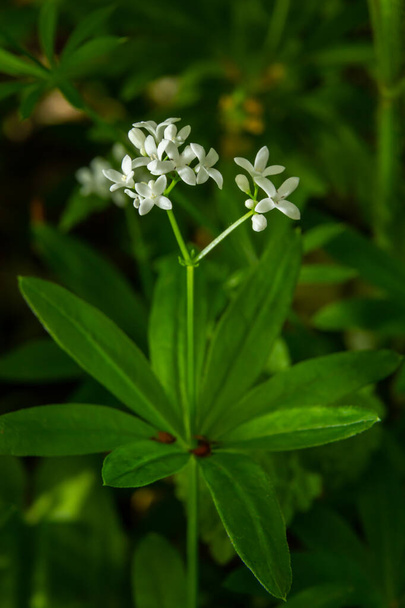 Sweetscented bedstraw, Galium odoratum, flowers in the spring forest. White wildflowers. Close-up. - Photo, Image