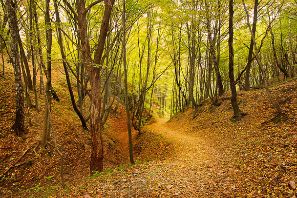an autumn forest landscape. Autumn deciduous forest - Фото, изображение