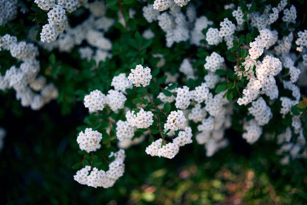 Bush Vanhoutte spirea. Kevät kukkivat pensas monia valkoisia kukkia - Spirea, yleisnäkymä. Tunnetaan myös nimellä Reeven spiraea, Bridalwreath spirea, Meadowsweet, Double White May tai May Bush. - Valokuva, kuva