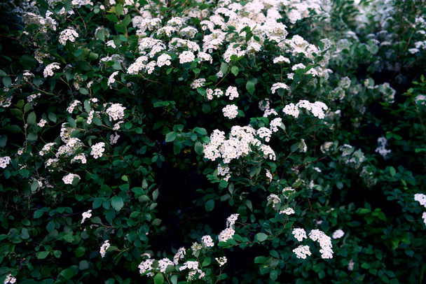 Буш Вангаут. Весняний чагарник з багатьма білими квітами - Спирею, загальний вид. Також відомий як Spraea Ріва, Bridalwreath spirea, Meadowsweet, Double White May або May Bush. - Фото, зображення