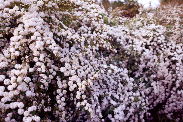 Bush Vanhoutte spirea. Tavaszi virágzó cserje sok fehér virággal - Spirea, általános nézet. Reeve spiráljaként is ismert, Bridalkoreath spirea, Meadowsweet, Double White May vagy May Bush. - Fotó, kép
