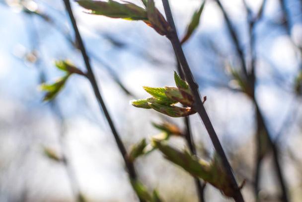 Bahar dalı, arka planda genç ağaç yaprakları. Yeni yeşil yapraklı bahar dalı, seçici odaklanma - Fotoğraf, Görsel