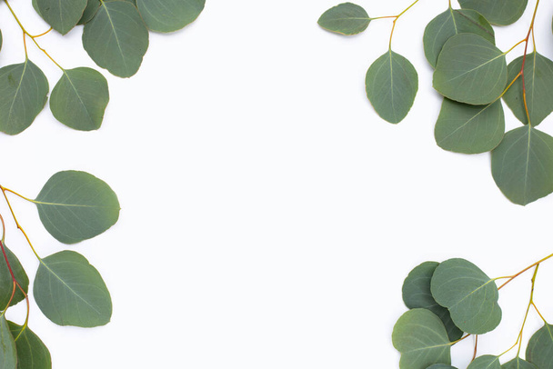 Green leaves of eucalyptus on white - Foto, Imagen