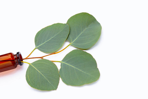 Green leaves of eucalyptus with essential oil bottle on white - Photo, Image