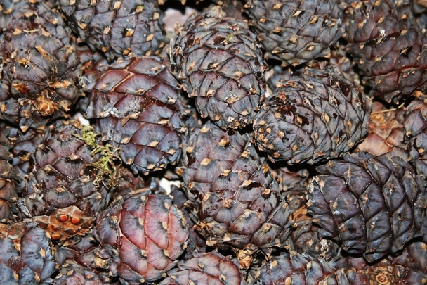 Сосновые шишки - семена сибирской кедровой сосны
, - Фото, изображение