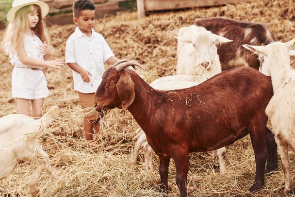 Cute little african american boy with european girl is on the farm with goats. - Foto, afbeelding