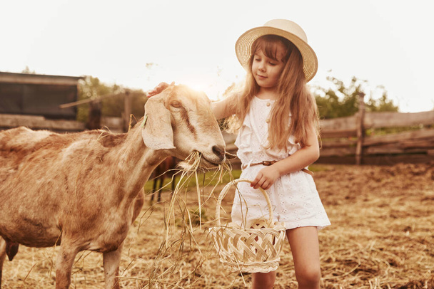 Little girl in white clothes is on the farm at summertime outdoors with goats. - Photo, image