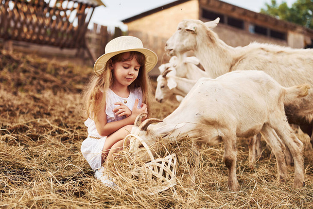 Little girl in white clothes is on the farm at summertime outdoors with goats. - Fotoğraf, Görsel