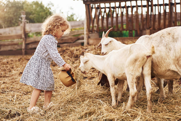 With goats. Little girl in blue clothes is on the farm at summertime outdoors. - Fotoğraf, Görsel