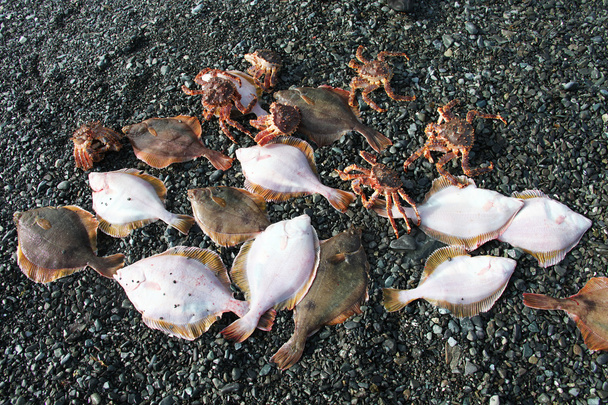 Platija y cangrejos después de pescar en la orilla de guijarros del mar de Okhotsk
 - Foto, Imagen