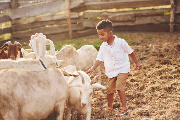 Warm weather. Cute little african american boy is on the farm at summertime with goats. - Foto, Bild