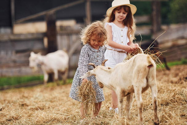 Two little girls together on the farm at summertime having weekend with goats. - Foto, immagini