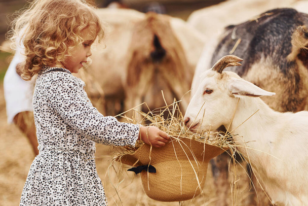 Feeding goats. Little girl in blue clothes is on the farm at summertime outdoors. - Foto, immagini