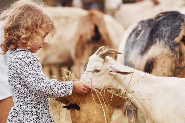 Feeding goats. Little girl in blue clothes is on the farm at summertime outdoors. - Fotografie, Obrázek