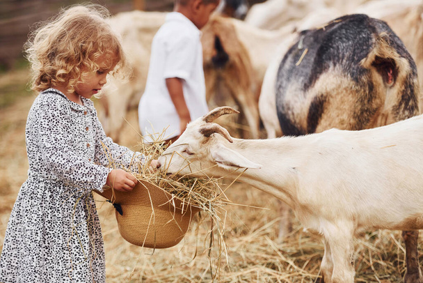 Good sunny weather. Cute little african american boy with european girl is on the farm with goats. - Φωτογραφία, εικόνα
